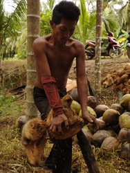 This is how the coconut breaker breaking coconut