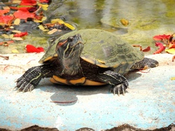May This House Stand Until An Ant Drinks The Ocean And A Tortoise Circles The World.