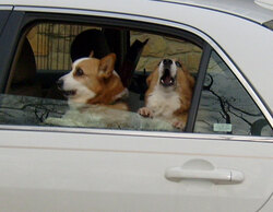 Two dogs barking