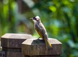 A bulbul a small songbird, seen in a New Taipei park, Taiwan