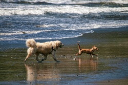 Dogs chasing one another at the beach