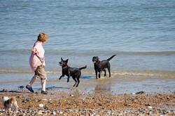 Two dogs having fun playing on the beach