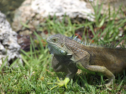 Iguana heading for sum sun on the rocks
