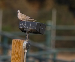 Sweet dove on top of a feeder