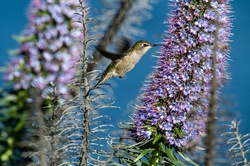 Lucky photo of a humming bird dipping its beak in a tall purple flower