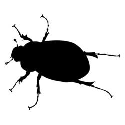 Silhouette of june bug on white