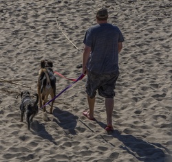 Man walking two dogs on beach sand