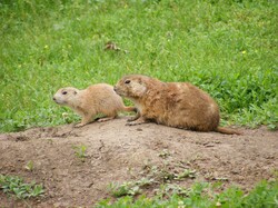 Photo of wild prairie dogs
