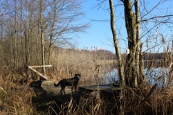 Dogs on a jetty on the shore of Lake Åukcze. ÅÄczyÅsko-WÅodawskie Lakeland. December 2024. Lublin Voivodeship. Poland