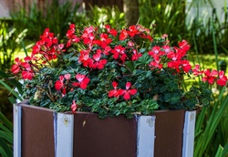 Delicate red flowers in a round wooden Danish style planter