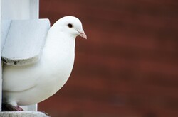 White dove - animals