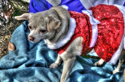 Cute dog in red Christmas dress