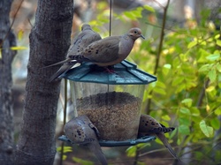These doves thinks this feeder is for them. Four large birds sit to eat seeds