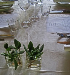 Dinner table with glasware and succulent decoration