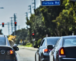 Dogs love to stick their head out the window.