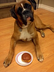 Boxer dog with a polish style donut