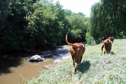 Dogs on the river bank