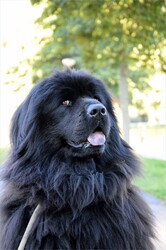 Photo set with (playing) dogs