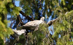 European turtle dove sitting on spruce