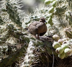 Photograph of a cute morning dove nesting in a prickly bear cactus