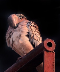 Spotted Dove