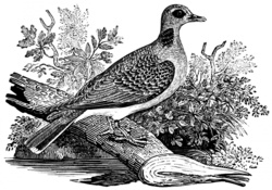 Enhanced vintage woodcut