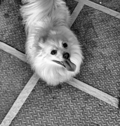 Black and white photo of darling white Pomeranian dog looking upwards