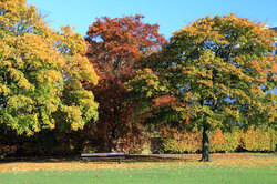 Three colored trees in the park