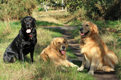 Black labrador and two golden retriever dogs sitting in the woods