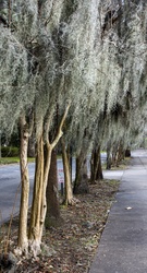 Row of trees in Georgia covered with Spanish moss