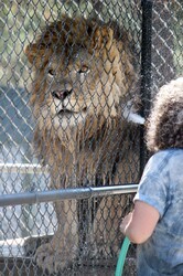 Lion receiving a cool down from a Cat Tales Zoological Park staff member on a hot day.
