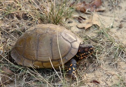 Three-toed Box Turtle