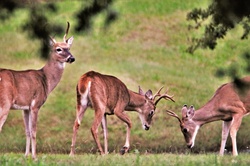 Close-up of three young white-tail buck deer play fighting in a green grassy field in early fall.