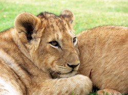 Four month old lion cub cuddled up with other cubs