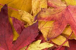 A couple of colorful leaves