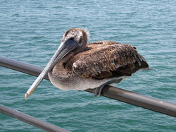 A young pelican perches on the railing of Huntington Beach Pier, Huntington Beach, CA