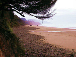 Cannon Beach Oregon Coastline seen through the trees