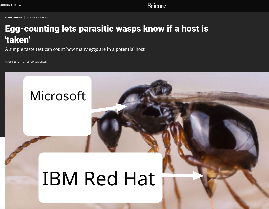 Egg-counting lets parasitic wasps know if a host is 'taken'