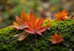 Maple autumn leaves on moss