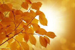 Autumn leaves background of beautiful cherry