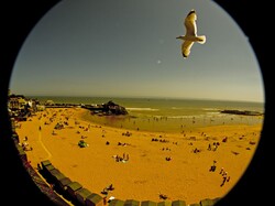 Sandy beach blue sky seagull with people on sandy shore