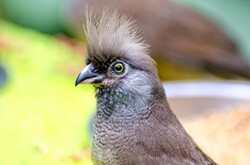 Speckled Mousebird Bird