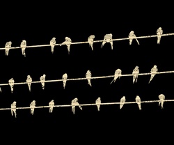 Birds Wire Musical Notes