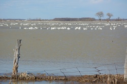 Flooded Fields