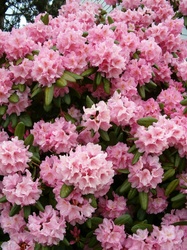 Abundance of rich pink blossoms on this giant azalea bush.