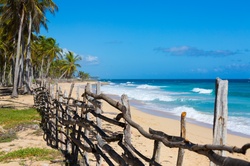 Palm trees on the tropical beach and turquoise sea