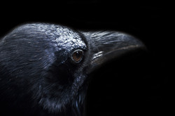 Raven - halloween