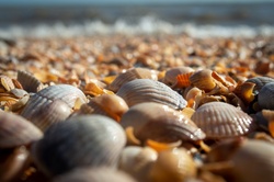 Sea Of Azov, Shells