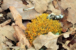 Close-up of slender orange bush lichen growing among brown leaves on the floor of the woods.