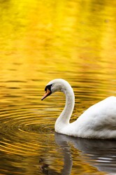 Swan in water in Autumn